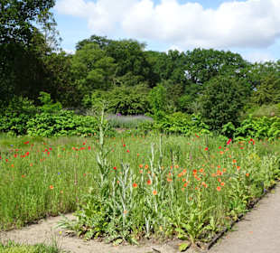 Spaziergang durch den Botanischen Garten Bremen