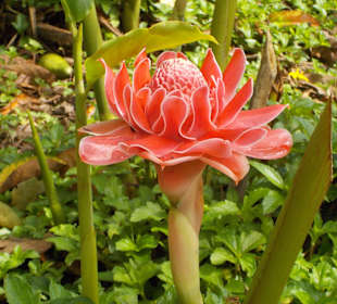 Mega Blume während der Safari