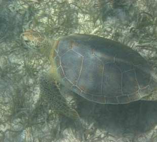 Unterwasserwelt Akumal