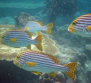 Orientalische Süßlippen