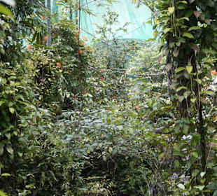 Butterfly Park Kuala Lumpur