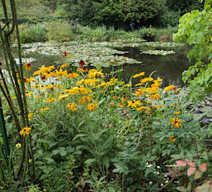 Kwiaty w ogrodzie Moneta