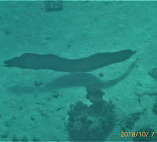 Schnorcheln Sahl Hasheesh