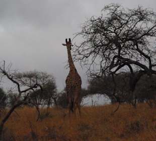 Safari Tsavo West