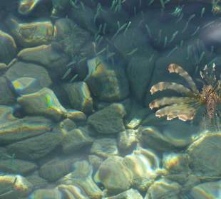 Feuerfische ohne Ende