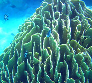 Korallen im Innenriff