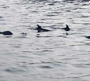 Delfin Tour Hurghada