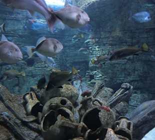 Aquarium in Colonia De Sant Jordi