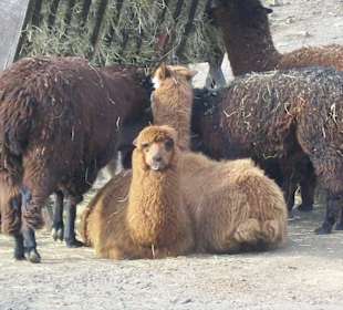 Lamas