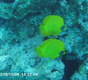 Delphin-Tour