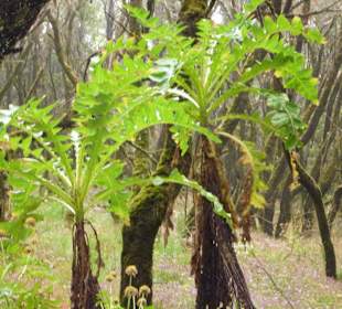 Impressionen La Gomera