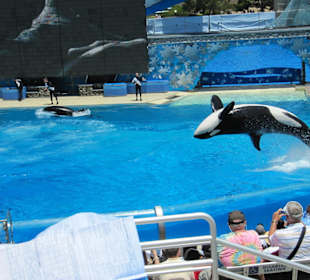 Killerwalvorführung