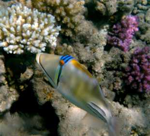 Picassodrückerfisch