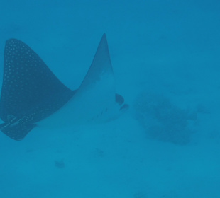 Schnorcheln Soma Bay