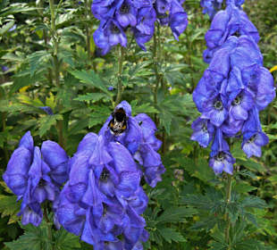 Цветы конца октября на променаде.