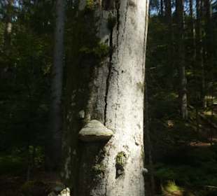 Von Bayerisch Eisenstein nach Ludwigsthal