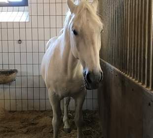 Lippizanergestüt Piber