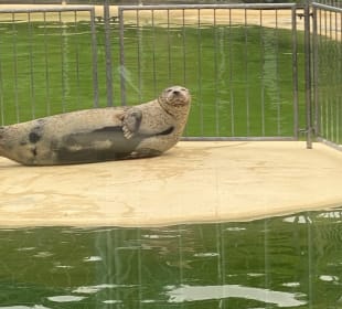 Seehundstation Norddeich