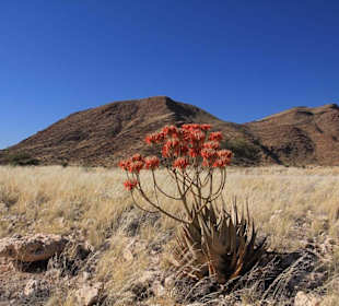 Blüten im Naukluftgebirge