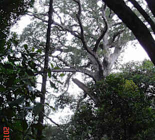 Tsitsikamma National Park