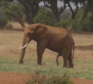 Elefant mit 5 Beinen