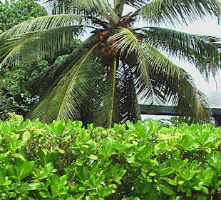 Kokosnüsse auf der Palme
