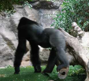 Gorilla