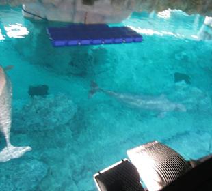 Aquarium / Oceanongrafic