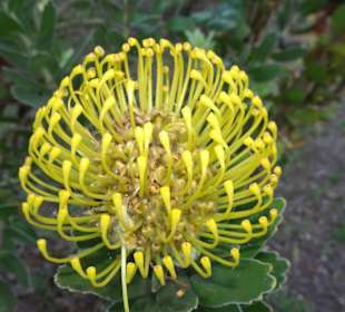 Eindrücke vom Rundgang durch Blandy´s Garden