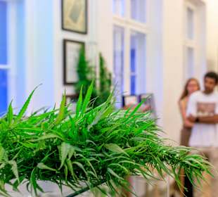 Workshop im Hanf Museum
