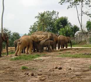 Den Elefanten ganz nah