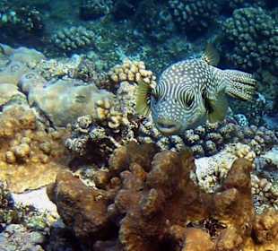 Weißflecken-Kugelfisch