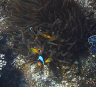 Schnorcheln Marsa Alam
