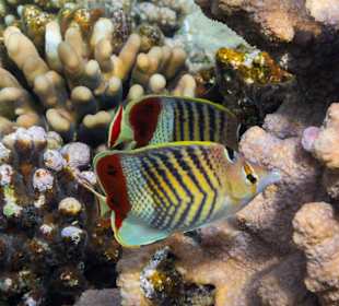 Rotmeer-Winkelfalterfisch
