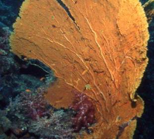 Tauchen an den Similans