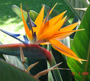 Strelitzia (Papageienblume)