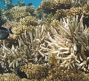 Schnorcheln Hurghada