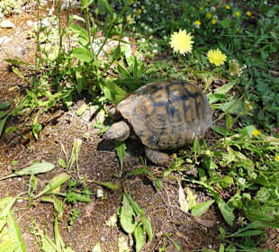 Schildkröten freilebend