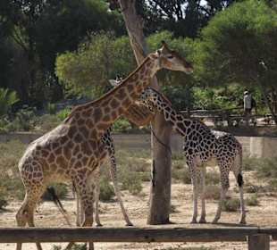 Giraffen