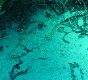 Teppich-Krokodilsfisch beim Tauchen