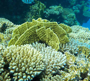 Schnorcheln Abu Dabab