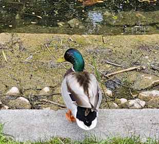 Enten am Forellenbächle
