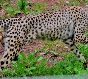 Gepard