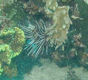 Tauchen bei der DiveConnection über Oototo gebucht