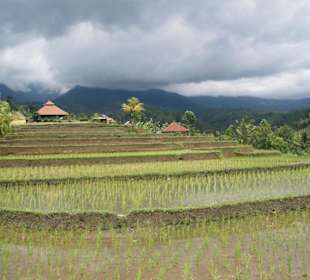 Reisfeld auf Bali