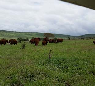 Sarova Salt Lick Game Lodge