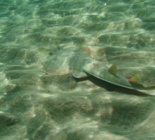 Hausriff Fort Arabesque