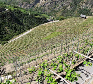 Heida Wanderung Visp-Visperterminen