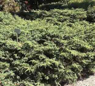 Eichenhain- Berggarten