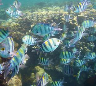 Schnorcheln Marsa Alam